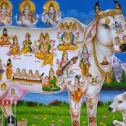 What makes cow sacred ?